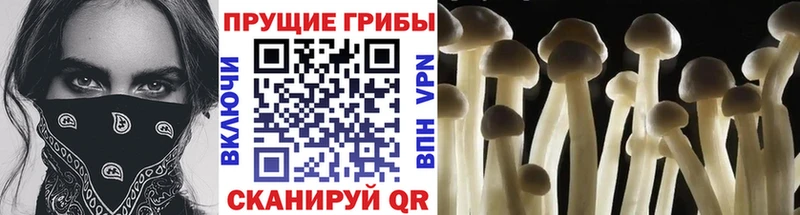 Галлюциногенные грибы мицелий  даркнет формула  Шали 